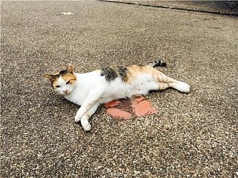 剧情驱动冒险游戏《Anemorie》Steam页面 发行日期待定